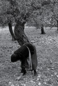 Μαζεύοντας ἐλιές, Μάνη, 1964